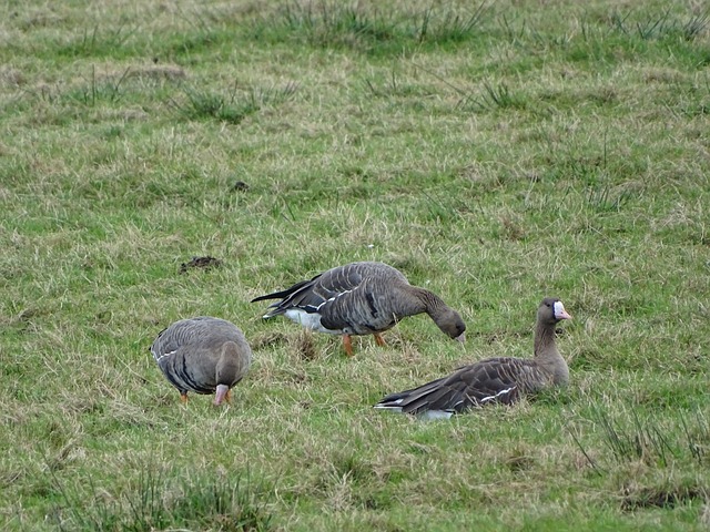 森纳真正的 森纳真正的